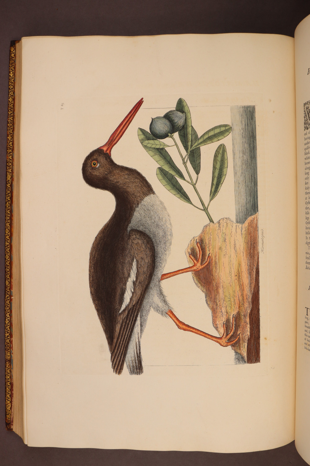Plate 85